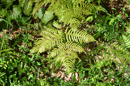 Bracken fern